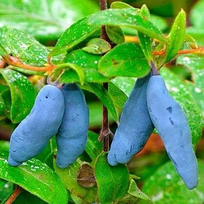 Жимолость съедобная МОРЕНА в Воронеже