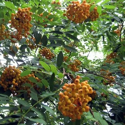 Рябина НЕВЕЖИНСКАЯ ЖЕЛТАЯ сладкоплодная — описание сорта Рябина НЕВЕЖИНСКАЯ ЖЕЛТАЯ сладкоплодная в Воронеже