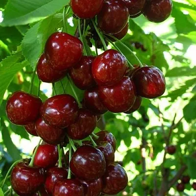 Вишня ВОСТОРГ колонновидная  Вишня ВОСТОРГ колонновидная в Воронеже