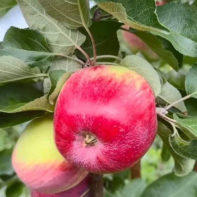 Яблоня АРБАТ колонновидная  Яблоня АРБАТ колонновидная в Воронеже