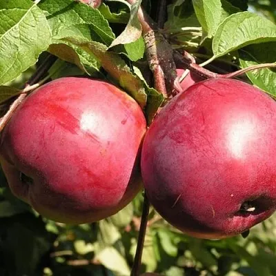 Яблоня ДАРУНАК в Воронеже