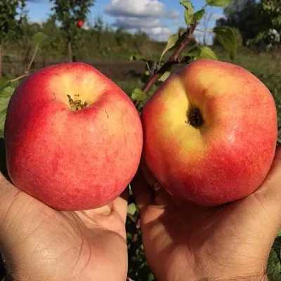 Яблоня КОВРОВОЕ стелющаяся в Воронеже