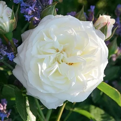 Саженцы роз АЛАБАСТЕР флорибунда  Саженцы роз АЛАБАСТЕР флорибунда в Воронеже