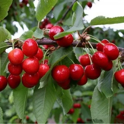 Черешня ДОНЕЦКАЯ КРАСАВИЦА  Черешня ДОНЕЦКАЯ КРАСАВИЦА в Воронеже