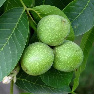 Грецкий орех ЮРИЙ ГАГАРИН  Грецкий орех ЮРИЙ ГАГАРИН в Воронеже