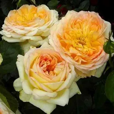 Саженцы роз АЛЬФОНС ДОДЕ чайно-гибридная  Саженцы роз АЛЬФОНС ДОДЕ чайно-гибридная в Воронеже