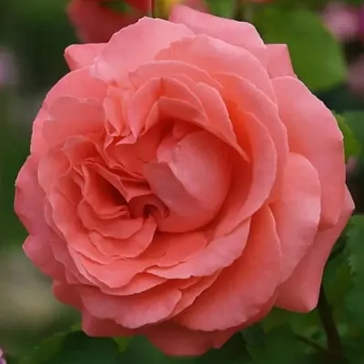 Саженцы роз ДИДИ БРИДЖУОТЕР плетистая  Саженцы роз ДИДИ БРИДЖУОТЕР плетистая в Воронеже