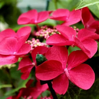 Гортензия РОТШВАНЦ крупнолистная  Гортензия РОТШВАНЦ крупнолистная в Воронеже