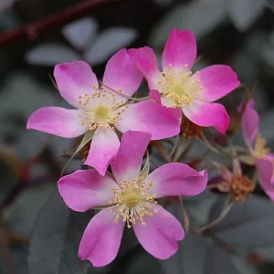 Саженцы роз сизая  Саженцы роз сизая в Воронеже