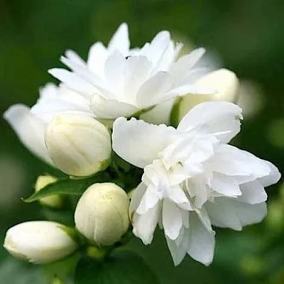 Жасмин ШНЕЕШТРУМ  Жасмин ШНЕЕШТРУМ в Воронеже