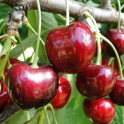 Черешня САШЕНЬКА  Черешня САШЕНЬКА в Воронеже