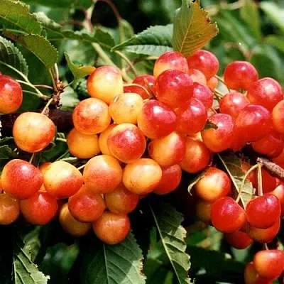 Черешня БЮТТНЕРА КРАСНАЯ  Черешня БЮТТНЕРА КРАСНАЯ в Воронеже