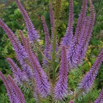 Вероникаструм ФАСЦИНЕЙШН  Вероникаструм ФАСЦИНЕЙШН в Воронеже