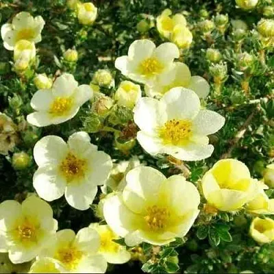 Лапчатка КЛОНДАЙК кустарниковая  Лапчатка КЛОНДАЙК кустарниковая в Воронеже