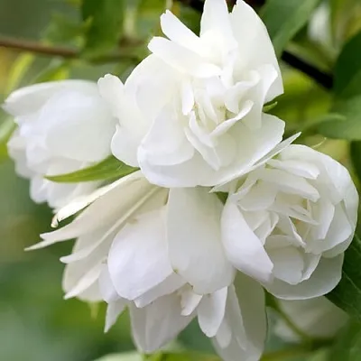 Жасмин МАНТО Д’ЭРМИН  Жасмин МАНТО Д’ЭРМИН в Воронеже