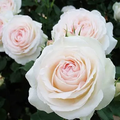 Саженцы роз ПАЛЕ РОЯЛЬ плетистая  Саженцы роз ПАЛЕ РОЯЛЬ плетистая в Воронеже