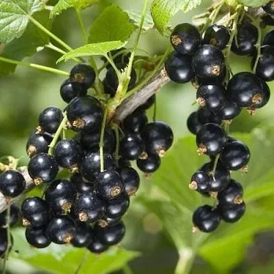 Смородина чёрная ВОЛШЕБНИЦА в Воронеже