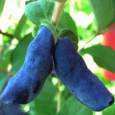 Жимолость съедобная БАКЧАРСКИЙ ВЕЛИКАН в Воронеже