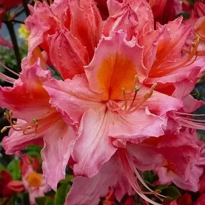 Азалия ПИНК ДЕЛАЙТ листопадная	  Азалия ПИНК ДЕЛАЙТ листопадная	 в Воронеже