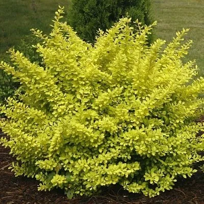 Барбарис АУРЕА тунберга  Барбарис АУРЕА тунберга в Воронеже