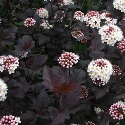 Пузыреплодник ДИАБЛО  Пузыреплодник ДИАБЛО в Воронеже