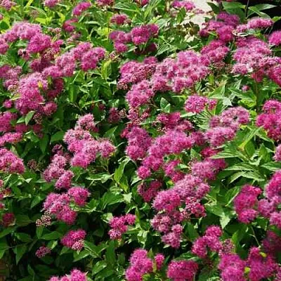 Спирея КРИСПА японская  Спирея КРИСПА японская в Воронеже