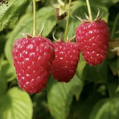 Малина МАПЕМА  в Воронеже