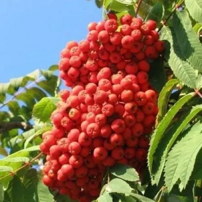 Рябина НЕВЕЖИНСКАЯ сладкоплодная в Воронеже