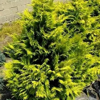 Кипарисовик ГОЛДЕН ВОНДЕР лавсона  Кипарисовик ГОЛДЕН ВОНДЕР лавсона в Воронеже