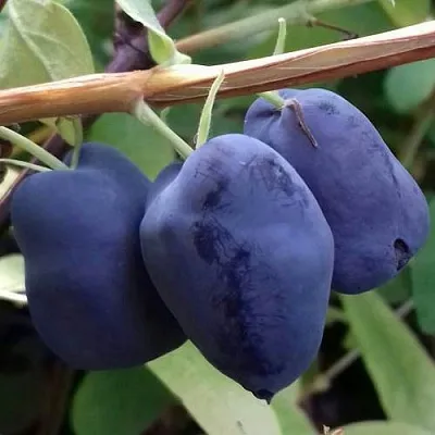 Жимолость съедобная БОРЕАЛ БЬЮТИ (СЕВЕРНАЯ КРАСАВИЦА) в Воронеже