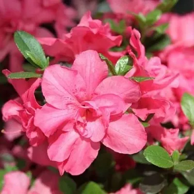 Азалия РОКОКО японская  Азалия РОКОКО японская в Воронеже