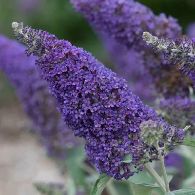 Буддлея НАНО ПЕРПЛ   Буддлея НАНО ПЕРПЛ  в Воронеже