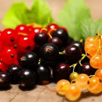 Комплект саженцев  Комплект саженцев в Воронеже