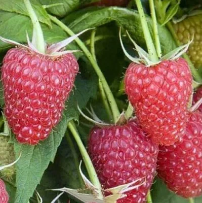 Малина ЕВРАЗИЯ  Малина ЕВРАЗИЯ в Воронеже