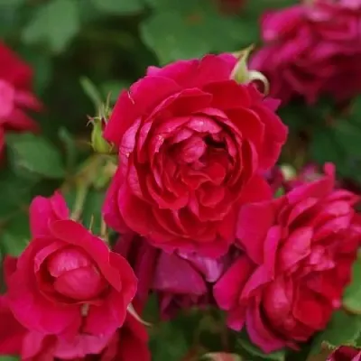 Саженцы роз КВАДРА плетистая  Саженцы роз КВАДРА плетистая в Воронеже