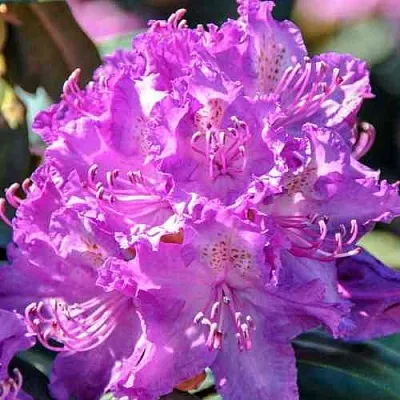 Рододендрон АЛЬФРЕД  Рододендрон АЛЬФРЕД в Воронеже