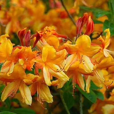 Азалия ОРАНЖ ХИТ листопадная  Азалия ОРАНЖ ХИТ листопадная в Воронеже