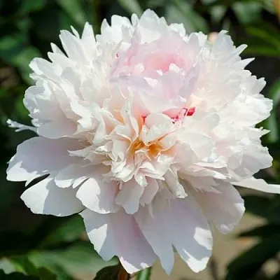 Пион АЛЕРТИ травянистый  Пион АЛЕРТИ травянистый в Воронеже