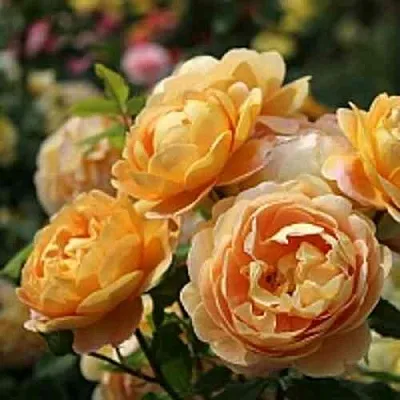 Саженцы роз ГОЛДЕН СЕЛЕБРЕЙШЕН английская  Саженцы роз ГОЛДЕН СЕЛЕБРЕЙШЕН английская в Воронеже