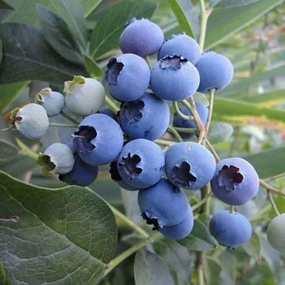 Голубика ЛЕГАЦИЯ в Воронеже