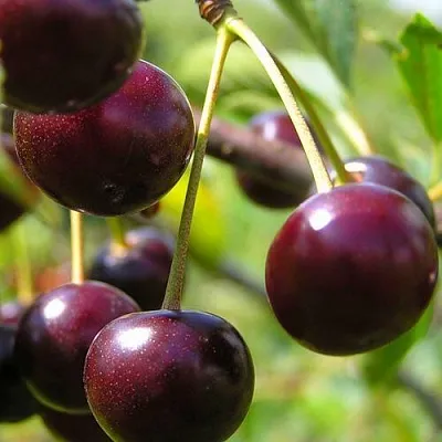 Вишня ЛИВЕНСКАЯ  Вишня ЛИВЕНСКАЯ в Воронеже