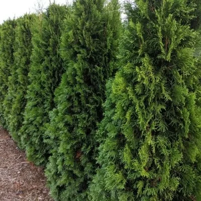 Туя ПИРАМИДАЛИС КОМПАКТА западная — описание сорта Туя ПИРАМИДАЛИС КОМПАКТА западная в Воронеже