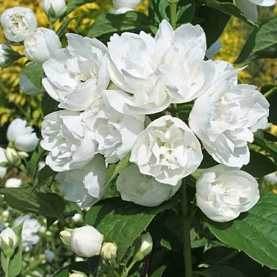 Жасмин махровый в Воронеже