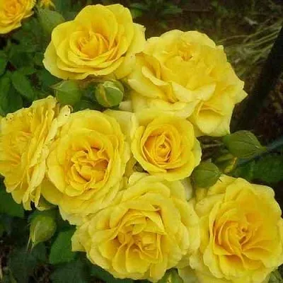 Саженцы роз ЕЛЛОУ БЭЙБИ спрей  Саженцы роз ЕЛЛОУ БЭЙБИ спрей в Воронеже