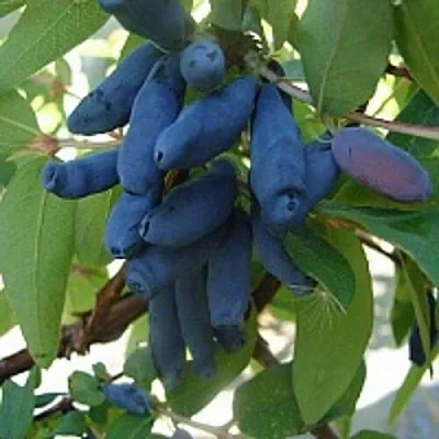 Жимолость съедобная ГОРДОСТЬ БАКЧАРА в Воронеже