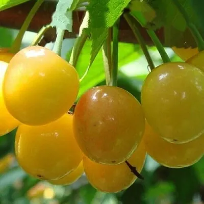 Черешня ЯНТАРНАЯ  Черешня ЯНТАРНАЯ в Воронеже