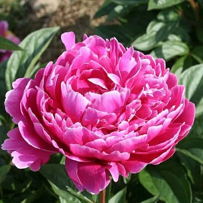 Пион СЕБАСТЬЯН МААС травянистый  Пион СЕБАСТЬЯН МААС травянистый в Воронеже