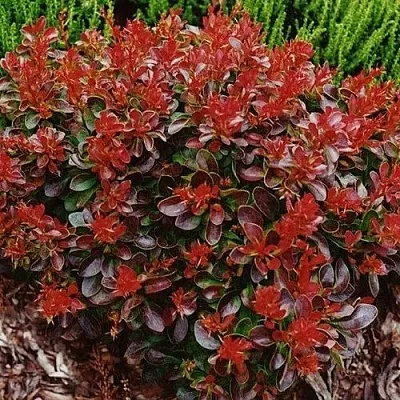 Барбарис КАРМЕН тунберга  Барбарис КАРМЕН тунберга в Воронеже