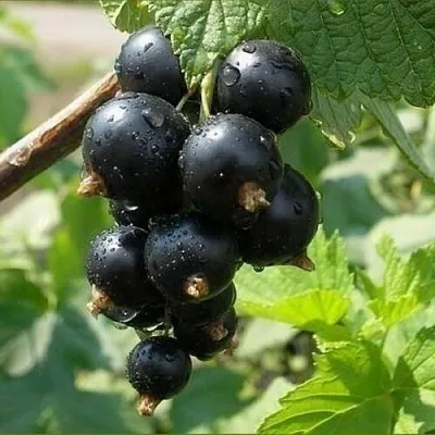 Смородина черная ПИГМЕЙ в Воронеже