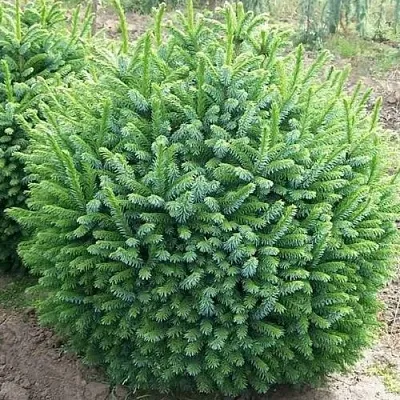 Ель НАНА сербская в Воронеже